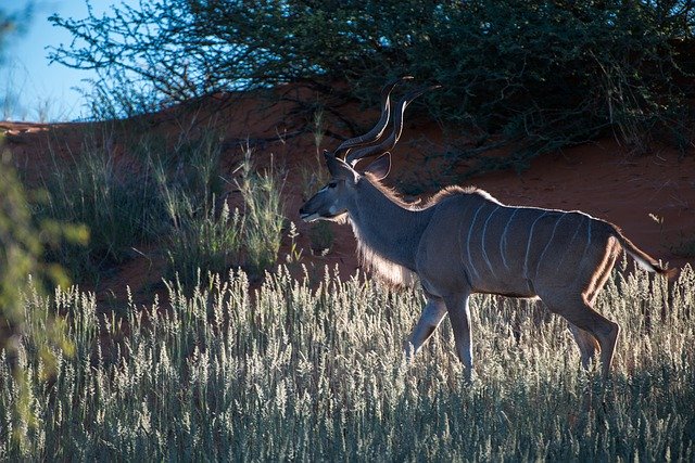Free download Namibia Kudu Backlighting -  free photo or picture to be edited with GIMP online image editor