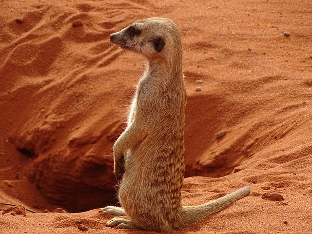 Free download Namibia Meerkat Africa -  free photo or picture to be edited with GIMP online image editor