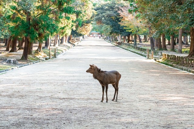 Scarica gratuitamente l'immagine gratuita di animali cervi del parco nara nara in giappone da modificare con l'editor di immagini online gratuito GIMP