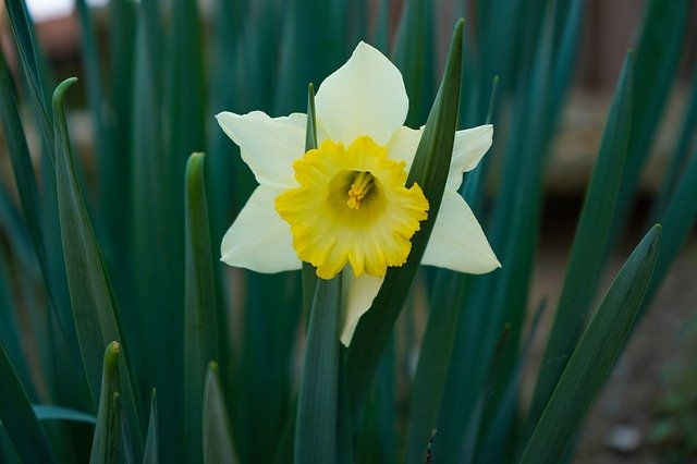 Free download Narciso Flower Spring -  free photo or picture to be edited with GIMP online image editor