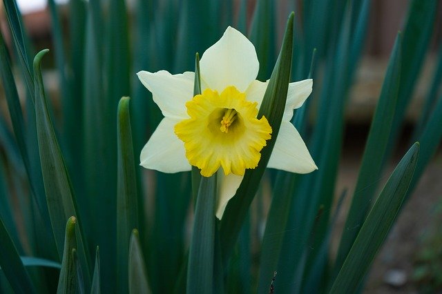 Unduh gratis Narciso Flower Spring - foto atau gambar gratis untuk diedit dengan editor gambar online GIMP