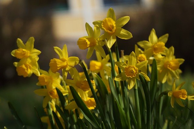 Free download Narcissus Daffodil Flowers -  free photo or picture to be edited with GIMP online image editor