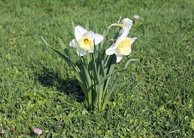 Free download Narcissus Daffodils Amaryllidaceae -  free photo or picture to be edited with GIMP online image editor