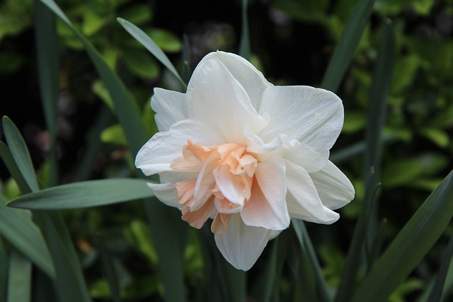 Free download narcissus daffodils daffodils free picture to be edited with GIMP free online image editor