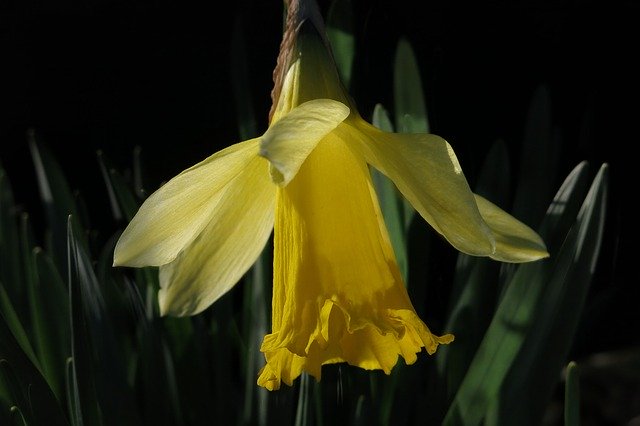 Free download Narcissus Daffodil Yellow Flower -  free photo or picture to be edited with GIMP online image editor