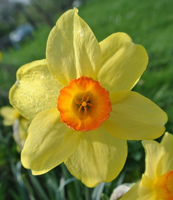 Download gratuito Narcissus Easter Flower Yellow - foto o immagine gratuita da modificare con l'editor di immagini online di GIMP