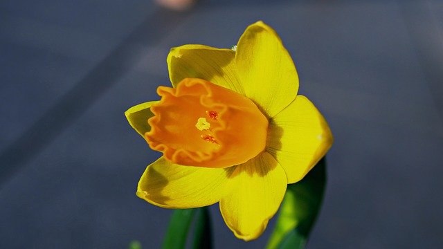 Descarga gratuita Narcissus Flower Blossom: foto o imagen gratuita para editar con el editor de imágenes en línea GIMP