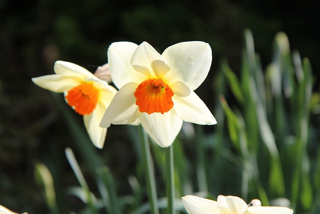 Free download narcissus flowering spring daffodil free picture to be edited with GIMP free online image editor