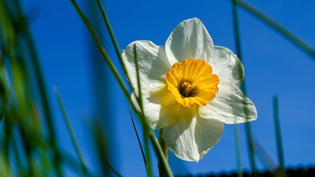 Free download narcissus flower macro plant sky free picture to be edited with GIMP free online image editor