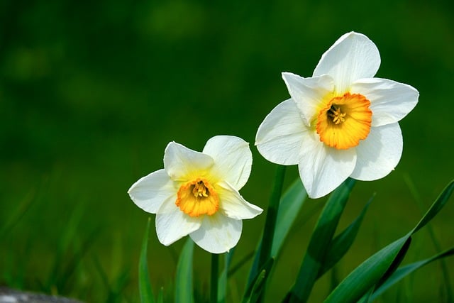 Free download narcissus flowers nature flora free picture to be edited with GIMP free online image editor