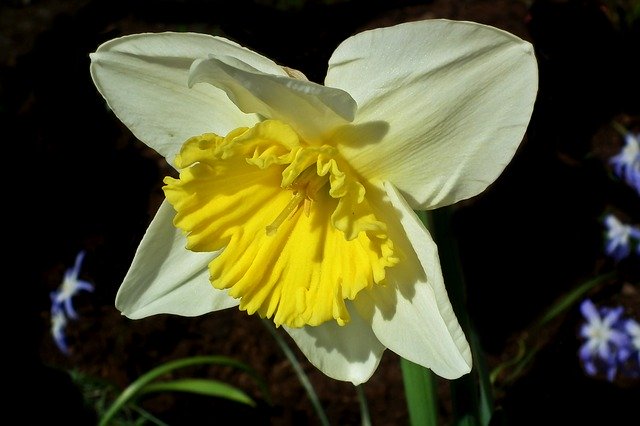 Free download Narcissus Flower Spring -  free photo or picture to be edited with GIMP online image editor