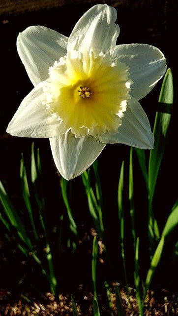 Download gratuito di Narcissus Flower White: foto o immagine gratuita da modificare con l'editor di immagini online GIMP