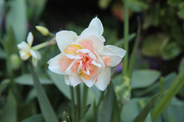Free download narcissus narcissus bi color free picture to be edited with GIMP free online image editor
