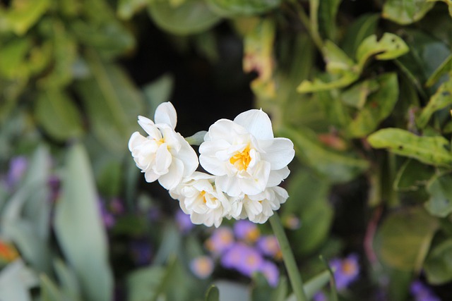 Free download narcissus narcissus bi colors free picture to be edited with GIMP free online image editor