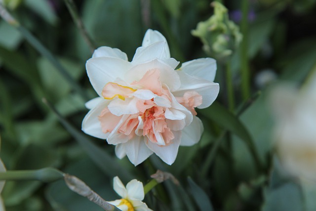 Free download narcissus narcissus bi colors spring free picture to be edited with GIMP free online image editor
