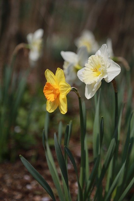 Free download Narcissus Spring Flowers -  free photo or picture to be edited with GIMP online image editor