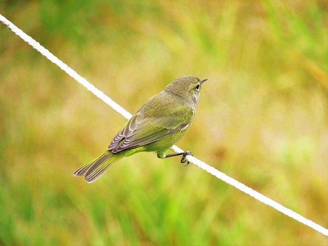 Free download Nashville Warbler -  free photo or picture to be edited with GIMP online image editor