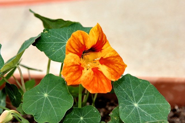 Free graphic nasturtium herb flower nature to be edited by GIMP free image editor by OffiDocs