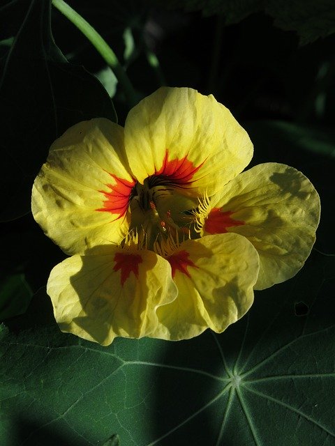 Free download Nasturtium Medicinal Plant Inca -  free photo or picture to be edited with GIMP online image editor