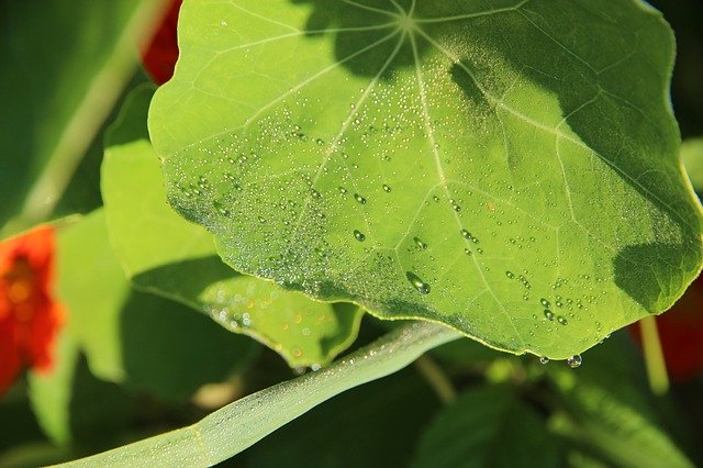 Muat turun percuma Nasturtium Sheet Green - foto atau gambar percuma untuk diedit dengan editor imej dalam talian GIMP