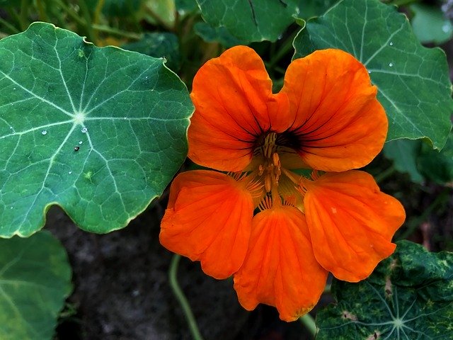 Şablon Fotoğraf Nasturtium Tropaeolum Çiçeği - OffiDocs için