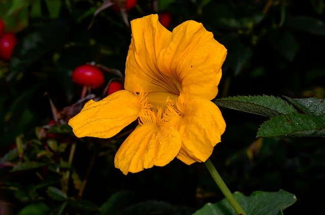 Free download Nasturtium Yellow Blossom -  free photo or picture to be edited with GIMP online image editor
