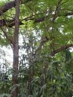 Free download NATESAN SMALL 3 free photo or picture to be edited with GIMP online image editor