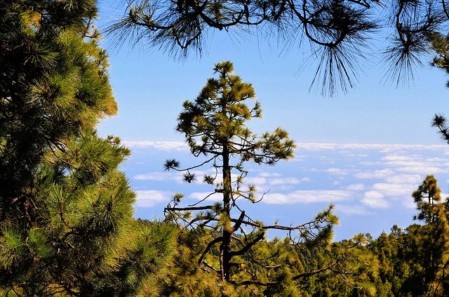 Free download National Park La Palma Canary -  free photo or picture to be edited with GIMP online image editor