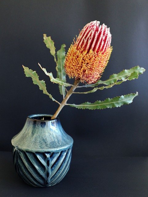 Descarga gratuita Native Flower Banksia: foto o imagen gratuita para editar con el editor de imágenes en línea GIMP