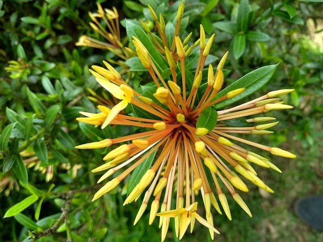 تنزيل Native Flower National Park مجانًا - صورة مجانية أو صورة لتحريرها باستخدام محرر الصور عبر الإنترنت GIMP