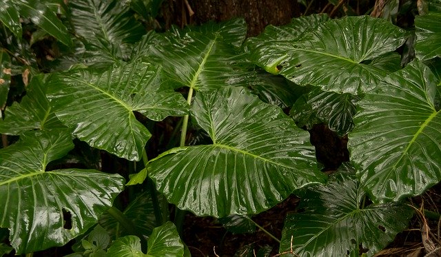 Gratis download Native Lily Cunjevoi Alocasia - gratis foto of afbeelding om te bewerken met GIMP online afbeeldingseditor