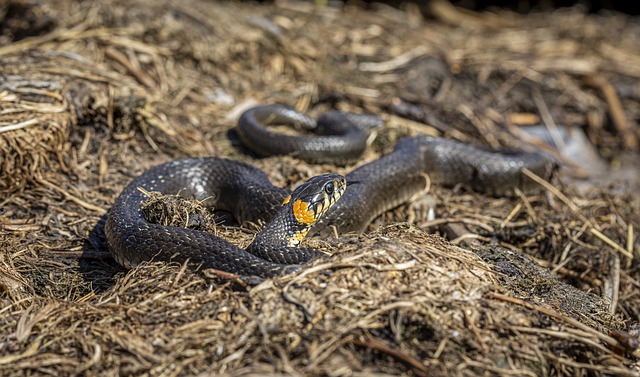 Free download natrix natrix grass snake free picture to be edited with GIMP free online image editor
