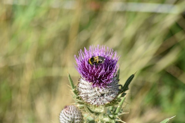 Free download natue flower bee botany bloom free picture to be edited with GIMP free online image editor