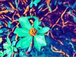 Free download Natura. free photo or picture to be edited with GIMP online image editor