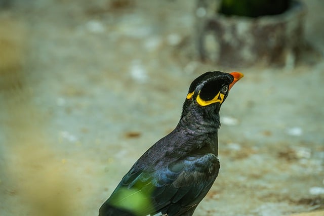 Free download natural animal bird mynah close up free picture to be edited with GIMP free online image editor