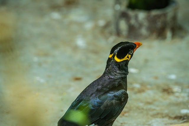 Kostenloser Download des natürlichen Tiervogels Mynah, Nahaufnahme, kostenloses Bild, das mit dem kostenlosen Online-Bildeditor GIMP bearbeitet werden kann