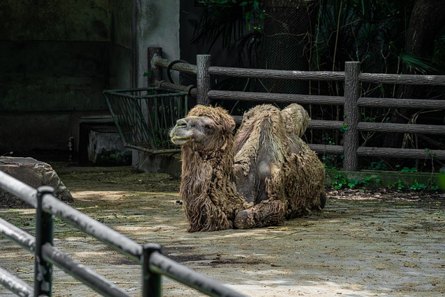 Free download natural animal camel species fauna free picture to be edited with GIMP free online image editor
