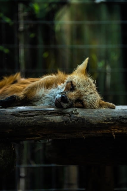 Free download natural animal dog fox species free picture to be edited with GIMP free online image editor
