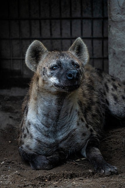 Free download natural animal hyena close up free picture to be edited with GIMP free online image editor