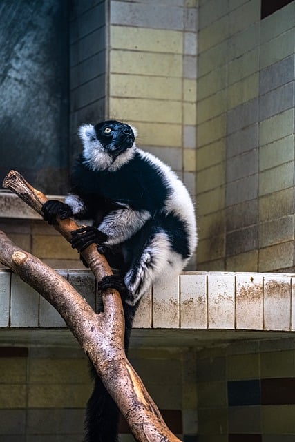 Free download natural animal monkey free picture to be edited with GIMP free online image editor