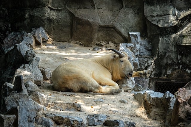 Free download natural animal takin species fauna free picture to be edited with GIMP free online image editor