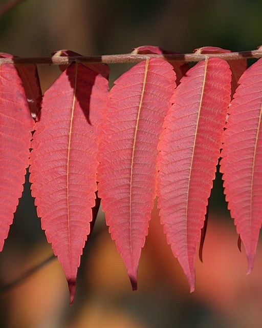 Free download natural autumn plant red leaves free picture to be edited with GIMP free online image editor