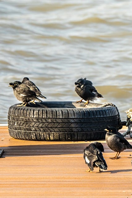 Téléchargement gratuit d'une image gratuite d'espèces de pneus noirs d'oiseaux naturels à modifier avec l'éditeur d'images en ligne gratuit GIMP