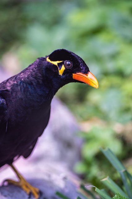 Free download natural bird mynah close up free picture to be edited with GIMP free online image editor