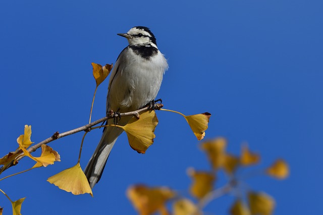 Free download natural bird outdoors wild animals free picture to be edited with GIMP free online image editor