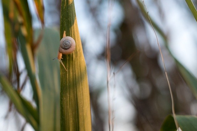 Free download Naturaleza Caracol Geometria -  free photo or picture to be edited with GIMP online image editor