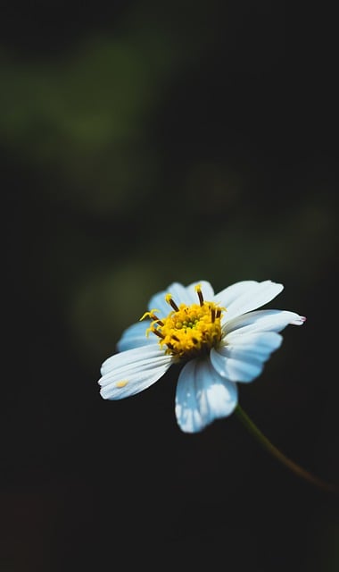 Free download natural flower green background free picture to be edited with GIMP free online image editor