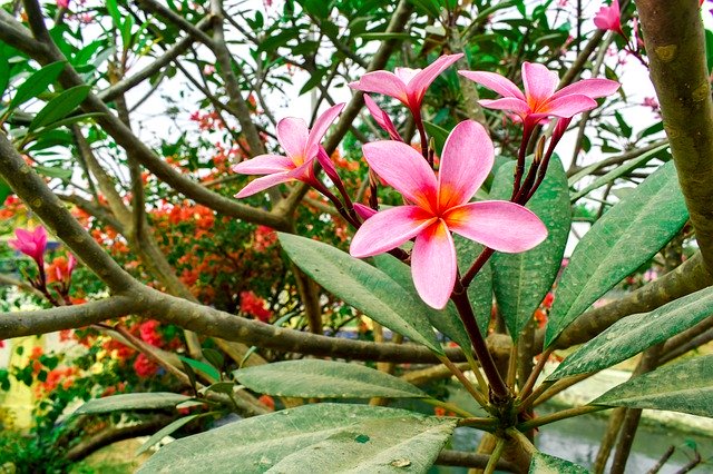 הורדה חינם Natural Flower Indonesia - תמונה או תמונה בחינם לעריכה עם עורך התמונות המקוון GIMP