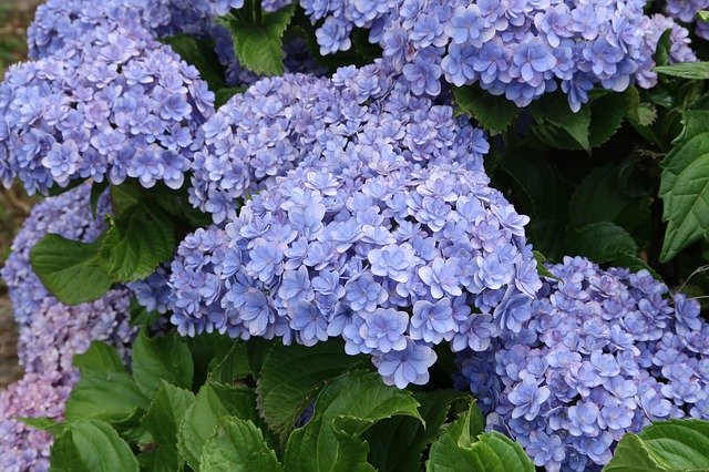 Descărcare gratuită Natural Flowers Hydrangea - fotografie sau imagini gratuite pentru a fi editate cu editorul de imagini online GIMP