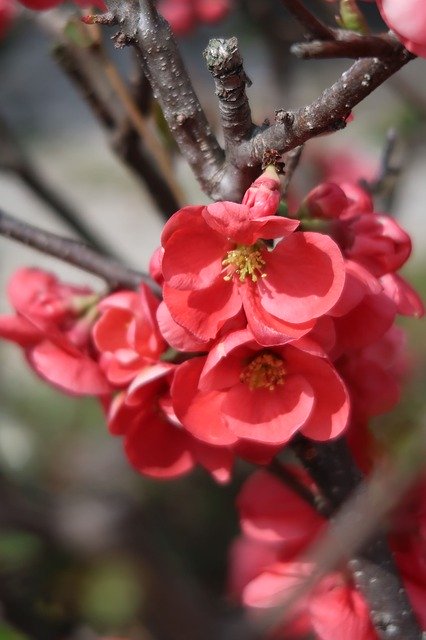 Скачать бесплатно Натуральные цветы сливы — бесплатную фотографию или картинку для редактирования с помощью онлайн-редактора изображений GIMP